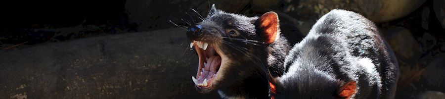 Two Tasmanian Devils on a rock