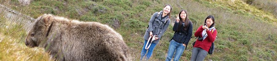 A wombat walking with two people in the background