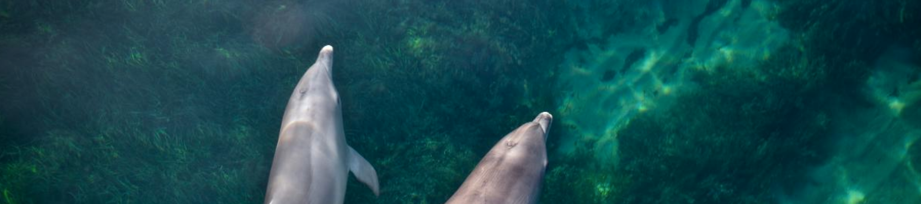 A birds eye view shot of two dolphins in the ocean