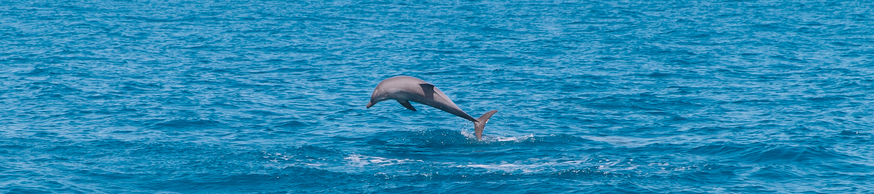 A close up of a dolphin leaping out of the sea