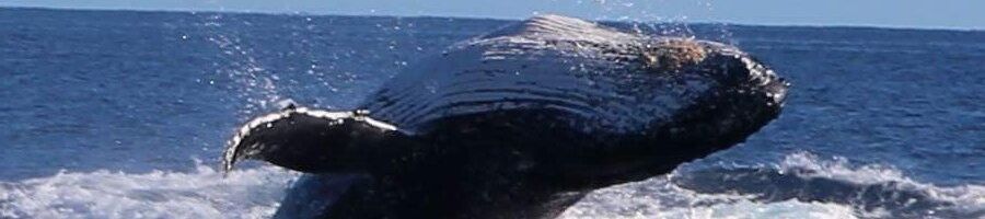 Whale breaching the water along the East Coast of Australia