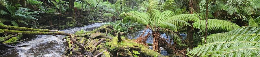 West Coast sub-tropical rainforest with ferns