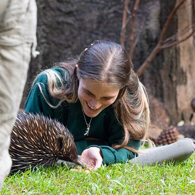 australia zoo employee feeding echidna in the grass