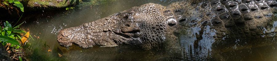 saltwater crocodile lurking in muddy water in australia