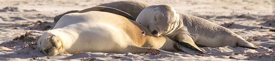 sea lions on the sandy beach in flinders chase national park