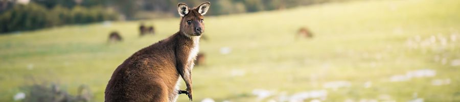 A wallaby with small ears in a green grassy field