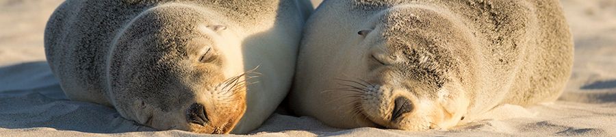 Two seals sleeping on the sand