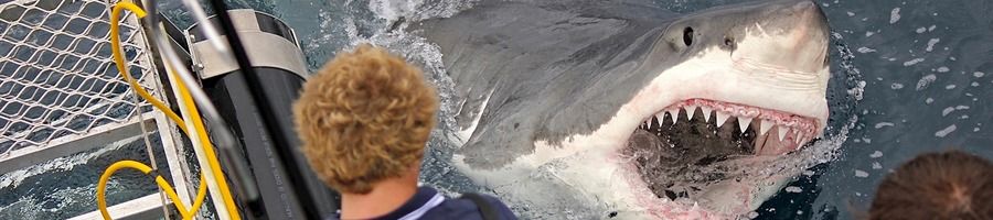 Great White Shark at Neptune Islands in South Australia