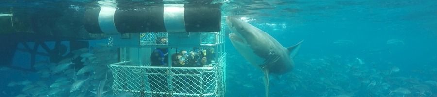 People cage diving to look at Great White Sharks