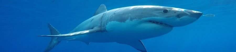 Great White Shark in Neptune Islands