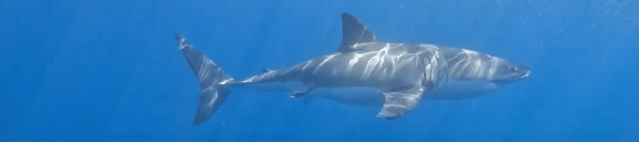 Great White Shark in Neptune Islands