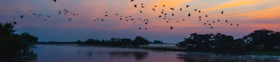 Kakadu at sunset with birds flying over river