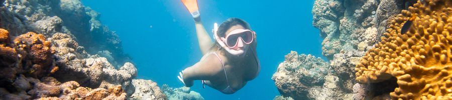 snorkeller swimming between coral reefs in the whitsundays