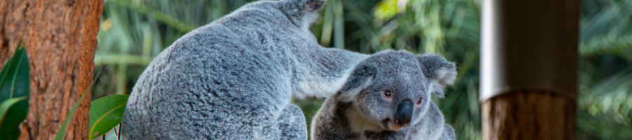 two koalas on a tree branch