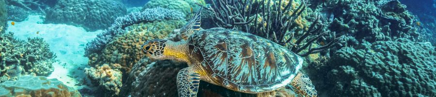 sea turtle swimming on the great barrier reef