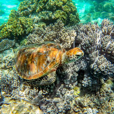 sea turtle resting on a coral reef in the ocean