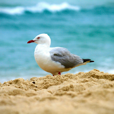 Seagull on Fingal Head Beach