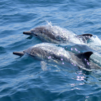 Close up of two dolphins swimming in the ocean