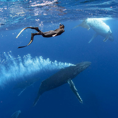 Woman Swimming With Humpback Whales