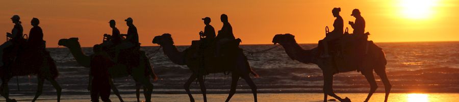 camels on cable beach walking at sunset