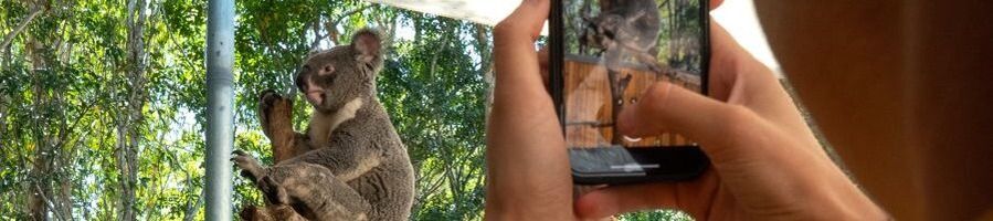 A woman taking a photo of a koala in a tree