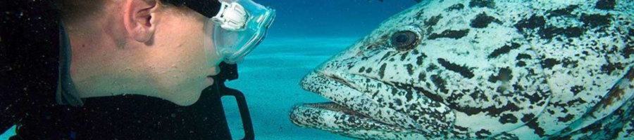 Scuba diver next to potato cod fish Cod Hole