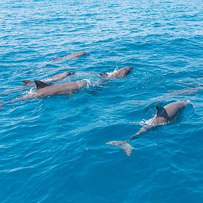 dolphins swimming in the waves in australia