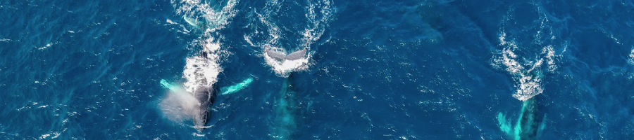 An aerial shot of whales