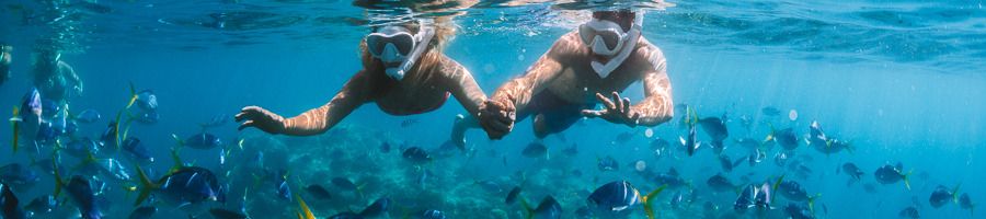 A man and a woman snorkelling in the water and looking at fish