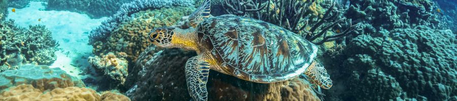 A turtle swimming among coral