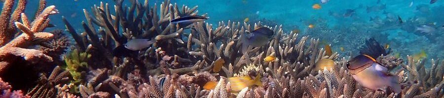 Coral and marine life in Beaver Reef 