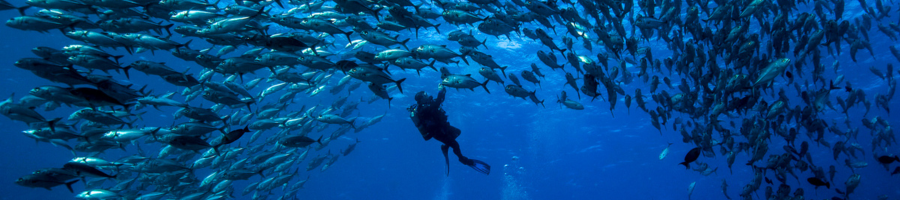 scuba diver surrounded by fish Mike Ball