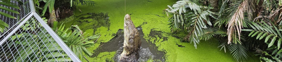 pole feeding saltwater crocodile Port Douglas