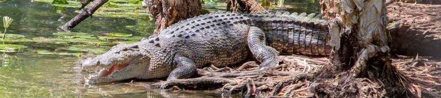 Crocodile at Wildlife Habitat in Port Douglas