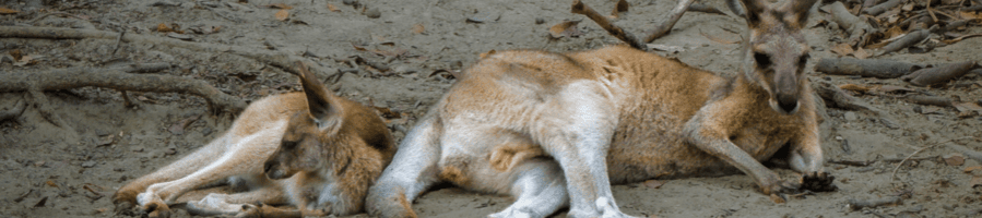 Kangaroos lying down together at the Wildlife Habitat in Port Douglas