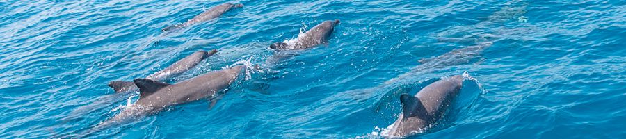 dolphins swimming in the ocean in the whitsundays