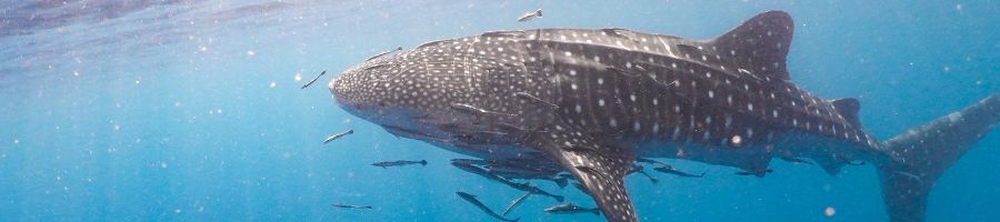 whale shark swimming through the ocean