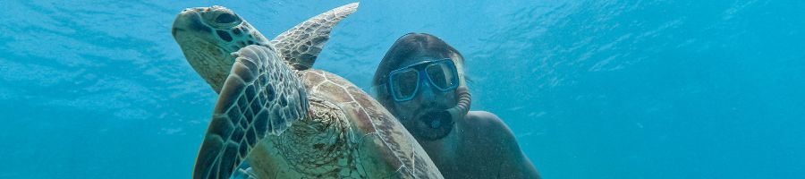 man snorkelling with a sea turtle off green island