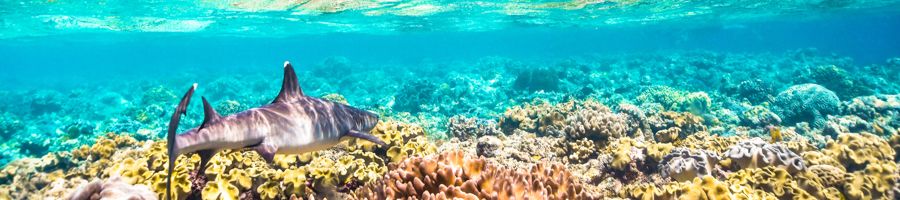 reef shark swimming over corals