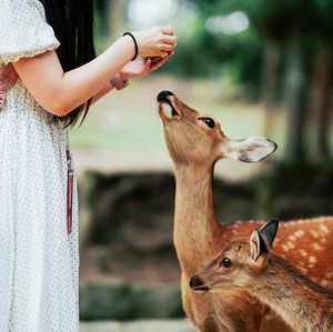 A woman taking a photo of a deer at Nara Deer Park in Nara, Japan