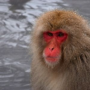 A snow monkey in Nagano, Japan