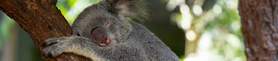 koala resting in a tree in kuranda australia