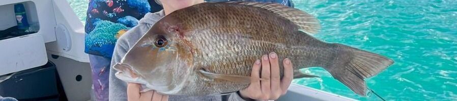 A fish caught on a fishing charter around the Whitsunday Islands