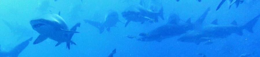 Sharks swimming around Wolf Rock in Australia