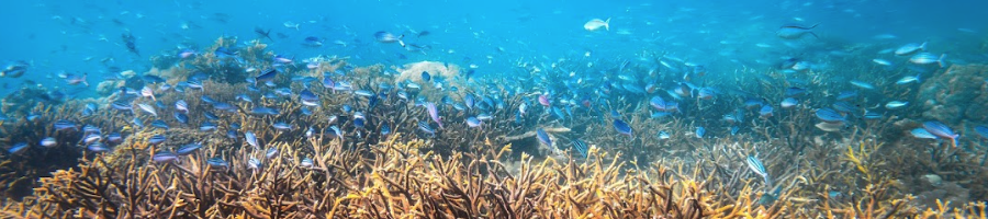 Coral reef underwater 