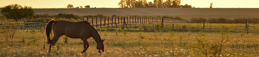 horse grazing in an outdoor field on a farm
