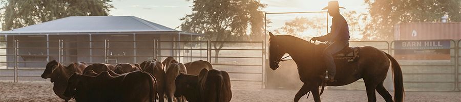 man riding a horse through an area with cattle