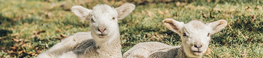 two baby lambs sitting on grass on a farm
