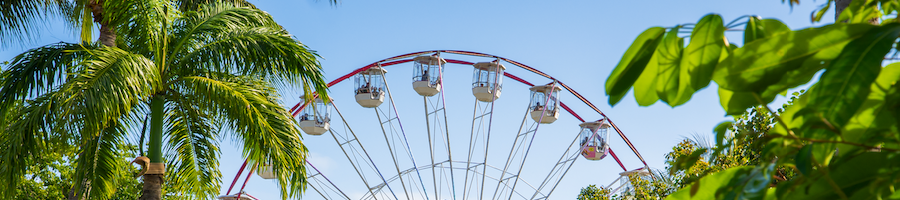 a ferris wheel in the distance behind palm trees