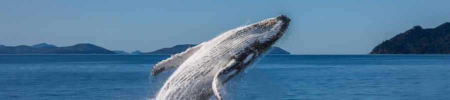 whale breaching in the ocean around australia